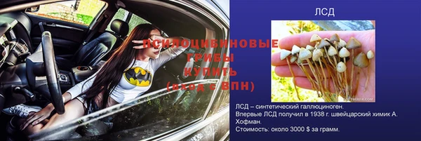 прущие грибы Вязники